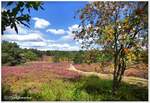 Das Büsenbachtal bei Buchholz/Nordheide, der nördliche Teil der Lüneburger Heide, Anfang September 2022