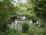 Seerosenteich im Rosarium von Wilhelmshaven im August 2012