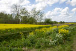 24.4.2020 Rapsblüte im Zeteler Esch / Zetel-Friesland