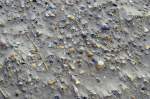 Muscheln i Sand an der Nordostküste von Norderney. Aufnahme: März 2008.