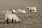 Ostfriesland in Schwarzweiss: Schafe sind Teil des Deichschutzes.
