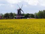 Blick vom Deich bei Bensersiel auf die Peldemühle in Esens, eine Galerie-Holländerwindmühle von 1850, zur Zeit der Rapsblüte.