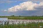 Pilsumer Wiesenlandschaft hinterm Deich mit Enten - (C) by Salinos August, 2012