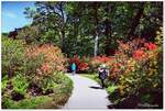 Rhododendren im Schlosspark von Lütetsburg bei Norden in Ostfriesland. Ende Mai 2023