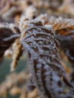 Raureif auf den herbstlichen Blttern