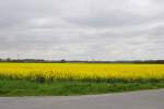 Gelbeaa Rampsfeld, bei Ahlten/Niedersachen am 10.05.2010.