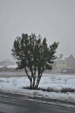 Ein Baum in am 07.12.2010 im Lehrte.