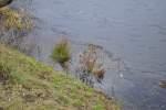 Gras, von aus den Blauen See in Lehrte ragt.