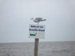 Eine Mwe zeigt uns den Weg am Strand der Nordsee.