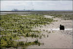 Die Weite -

... des Wattenmeer und die menschlichen Veränderungen im Hintergrund. Im Watt bei der Nordseeinsel Mellum. Im Hintergrund der JadeWeserPort von Wilhelmshaven.

08.08.2015 (M)