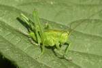 Ein Grasshpfer beim Sonnenbad.