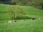 Die Khe auf der Weide im Marscheider Bachtal bei Wuppertal-Linde.(9.5.2013)