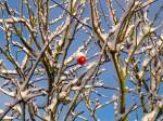 Ein leuchtend roter Apfel hängt im ersten Schnee noch am Baum.