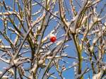 Ein leuchtend roter Apfel hngt im ersten Schnee noch am Baum.
Den haben wir im Herbst vergessen zu pflcken und wurden jetzt bei einem frhen Wintereinbruch (20.11.08) mit diesem schnen Anblick verwhnt. Inzwischen haben sich die Vgel im Garten auch noch daran erfreut.