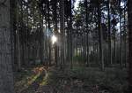Die Sonne  blinzelt  durch den Billiger Wald am Eifelrand - 25.11.2012