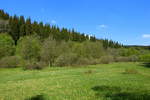 Feuchtwiese im Perlachtal/bei Monschau nach der Narsissenblüte am 18.05.2014 