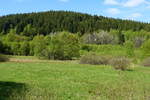 Feuchtwiese in Perlbachtal bei Monschau/Eifel am 18.05.2014 