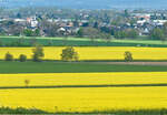 Rapsfelder bei Euskirchen - 23.04.2022