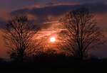 Untergehende Sonne in der Eifel zwischen zwei Bäumen - 22.03.2024