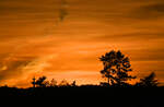 Sonnenuntergang Silhouette in der Eifel - 12.11.2025