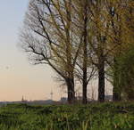 Frühlingshafte Abendstimmung in Köln.