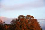 Ein schner Baum im Herbst in Kohlscheid-Bank.
Aufgenommen vom Garten am Abend vom 21.10.2013.