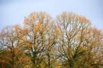 Ein schner Baum im Herbst in Kohlscheid-Bank. Aufgenommen vom Garten am Abend vom 28.10.2013.