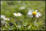 Eine Makrodarstellung eines Gnseblmchens auf einer Wiese des Kreises Heinsberg.
22.05.10