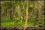 Eins von Drei  Waldbildern  dessen Herkunft das Waldstck zwischen Oberbruch und Dremmen (beides Stadtteile von Heinsberg) beherbergt.