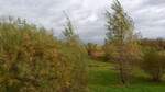 Herbst in der Maybacher Heide (Recklinghausen), am 30.10.2021.