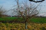 Kein Blatt am Baum aber die pfel hngen noch.