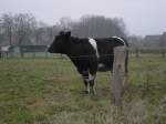 Eine gelangweilte Kuh in den Weiten des winterlichen Mnsterlandes.