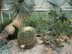 Münster, Kakteen aus Nordamerika im botanischen Garten (06.06.2024)