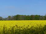 Rapsblüte in Rheine-Bentlage, 26.04.2025