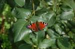 Auf diesem Rosenblatt in meinem Garten, parkte dieser Schmetterling um kurz darauf das Weite zu suchen.16.7.2009