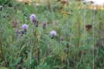 Zwischen Feldweg und Bahnstrecke befindet sich ein Rain voller Leben.
Hier blht gerade eine Distel. 23.8.2010