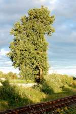 Natur an den Umgebungszwang angepasst. Das Lichtraumprofil aus dem Baum geschnitten, steht diese Pappel neben den Gleisen des eisernen Rhein. 23.8.2010