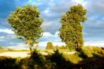 Wolkenspiel hinter den Bumen, Abendsonne wirft ihre Schatten ins Bild.