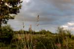 Im Rain neben den Gleisen, fr das abgelenkte Auge nicht sichtbar steht der Grashalm im Fruchtstand und wiegt sich im Wind. Wolken tauchen ihn in dunkeles Licht und in deren Lcken leuchtet ihm die Sonne. Wickrath 28.8.2010