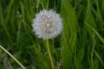 Pusteblume! Habe diese Lwenzahnblte aufgenommen, weil sie an diesem windigen Tag immer noch an einem Stck war......aufgenommen an einem Feldwegrand neben der Kbs 485 in Herrath.