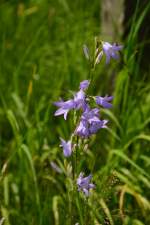 Hier ist mal eine mir unbekannte Blumenart, die sich gern in unserer Gegend neben Bahndämmen nieder lassen. 6.7.2014