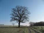 Ein Baum in der Coesfelder Bauernschaft Sükerhook während eines kaltem Wintermorgen.
