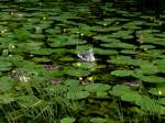 Ente mit Nachwuchs auf der Stever bei Ldinghausen (29.05.2011)