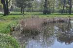 RHEINE (Kreis Steinfurt), 11.04.2011, ein Teich im Ortsteil Bentlage