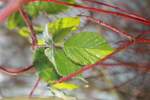 ein fast gefrorenes Blatt am Hiltruper see 28.2.2012