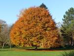 Herbststimmung am Tierpark in Rheine, 10.11.19