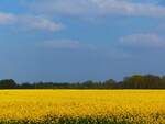 Rapsblüte in der Bauerschaft Landersum bei Neuenkirchen (Kr. Steinfurt), 03.06.17