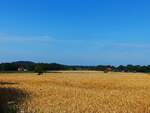 Blick über den Vollenbrook bei Wettringen in Richtung Rothenberge, 18.07.2019