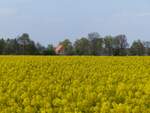 Rapsblüte in der Bauerschaft Landersum zwischen Salzbergen und Neuenkirchen (Kr.