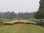 Geht es typischer? Niederrhein-Idyll. Ein Schfer fhrt seine Herde an der Niers entlang in Richtung Grefrath. Rechts ist die Hochwassser fhrende Niers, auf der linken Seite liegt der kleine Flugplatz  Niershorst . Das Foto stammt von einem grauen 10.08.2007 